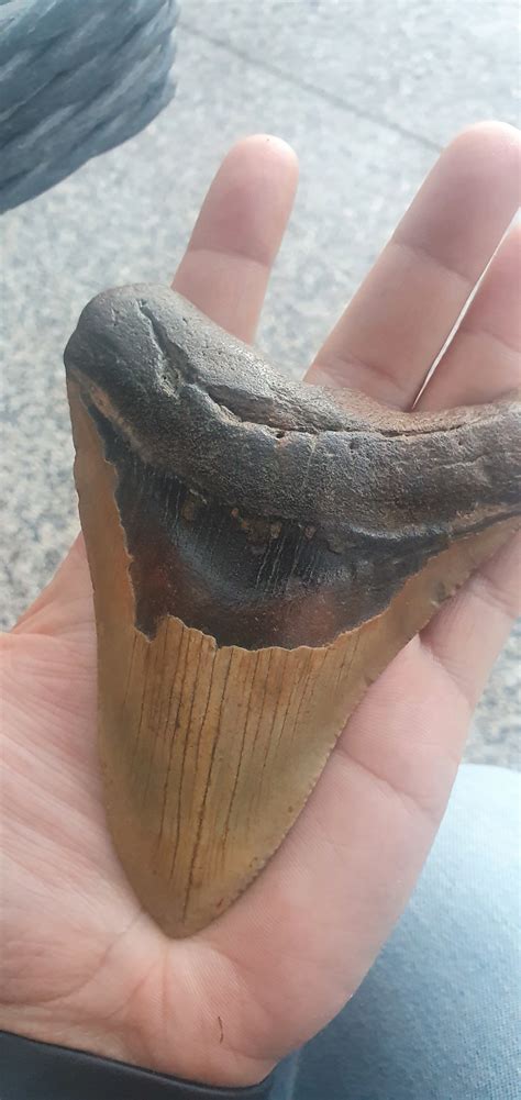 how to tell if a megalodon tooth is real.